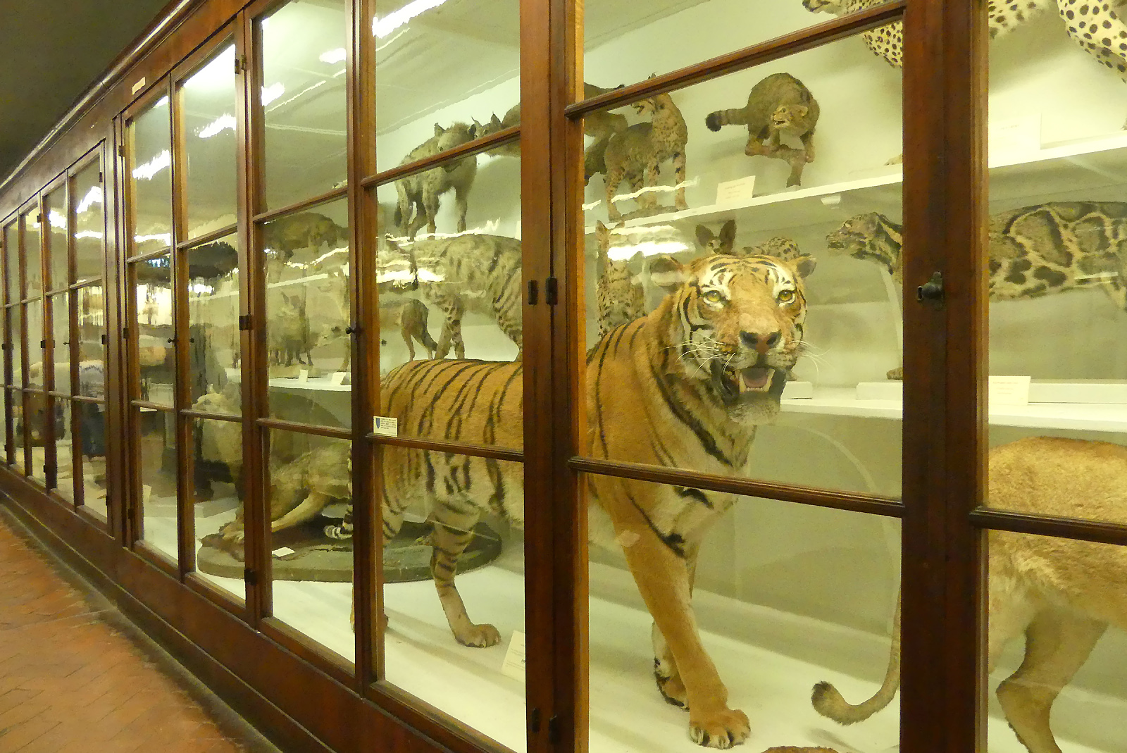 Zoologie Museum