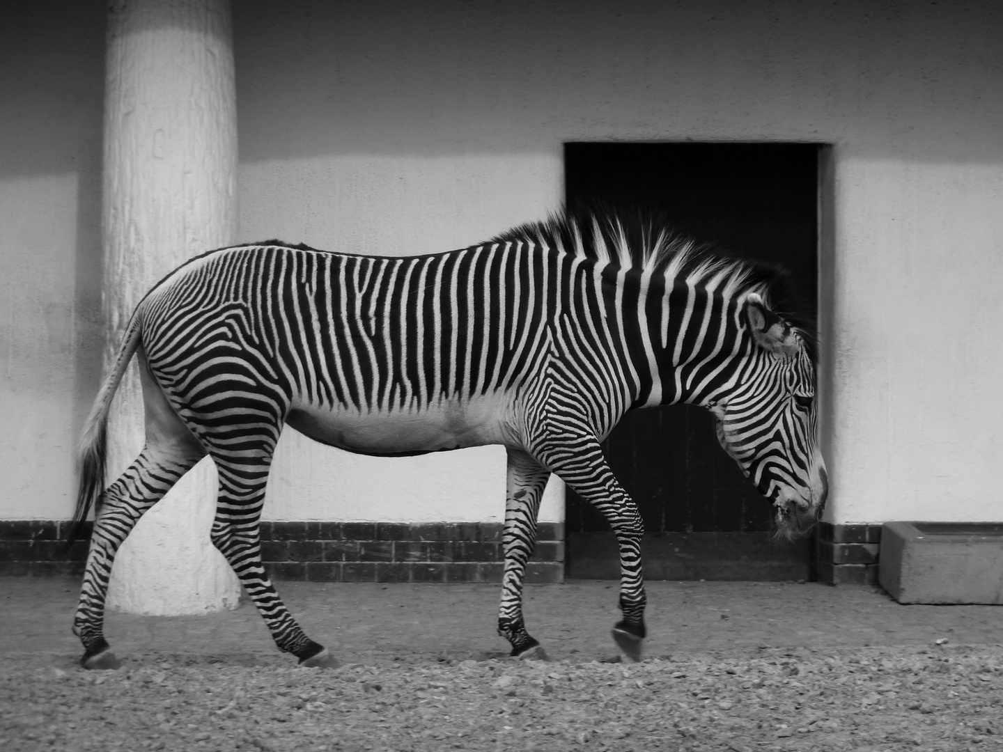 Zoologischer Garten