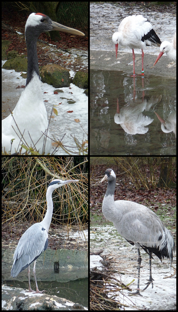 Zoologischer Garten Augsburg