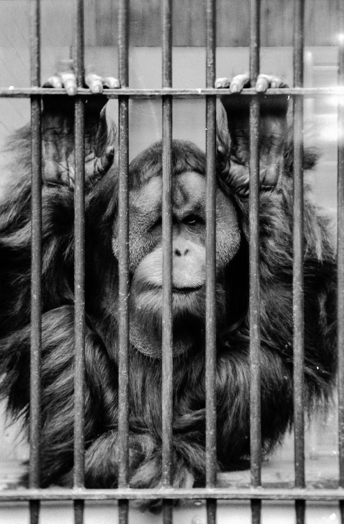 Zoologischer Garten Berlin 1980 | Hinter Gittern