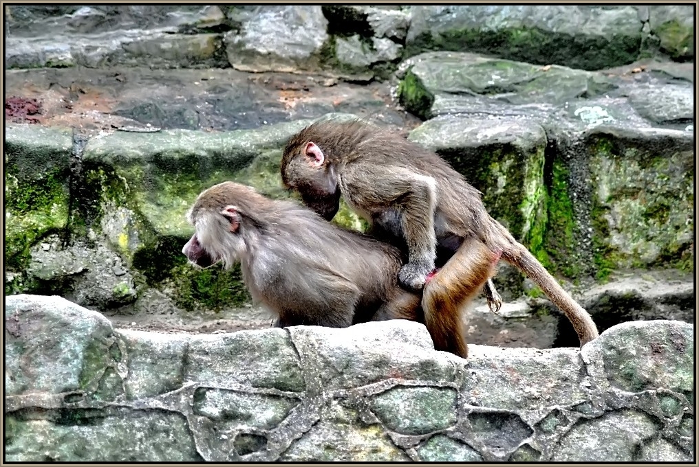 Zoologischer Garten Berlin 4