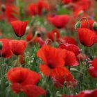 Zoom Coquelicots