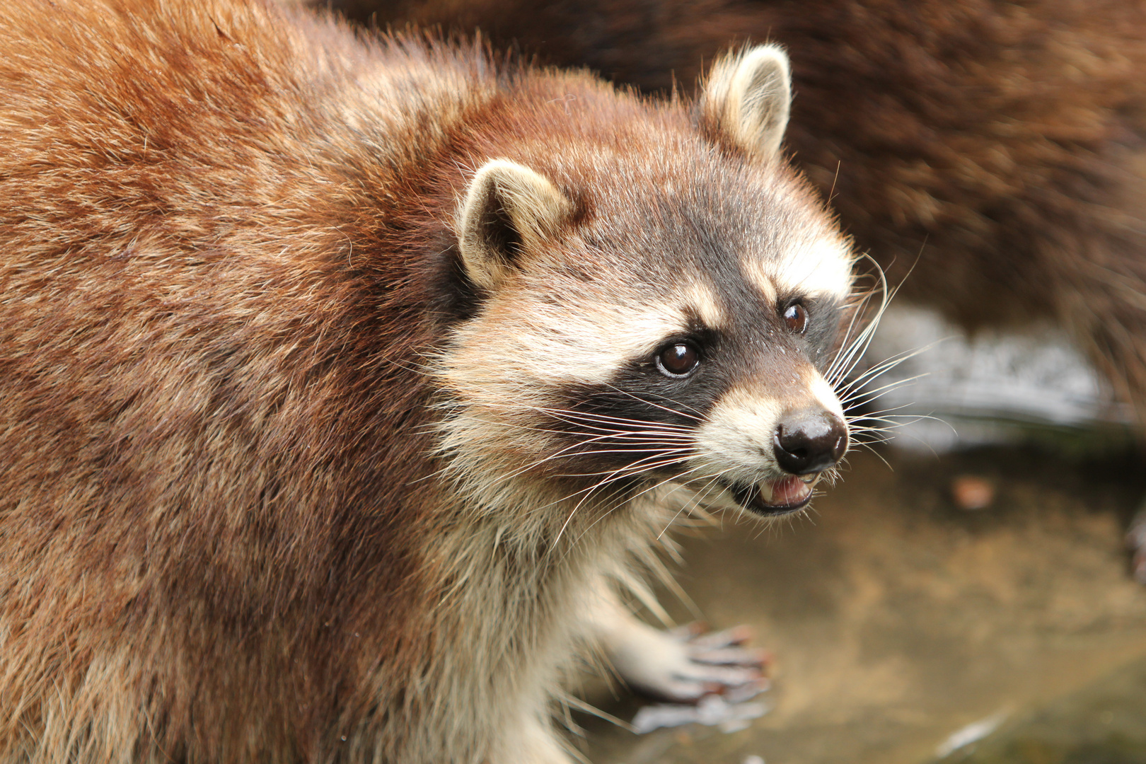 Zoom Erlebniswelt 2015 - Waschbär