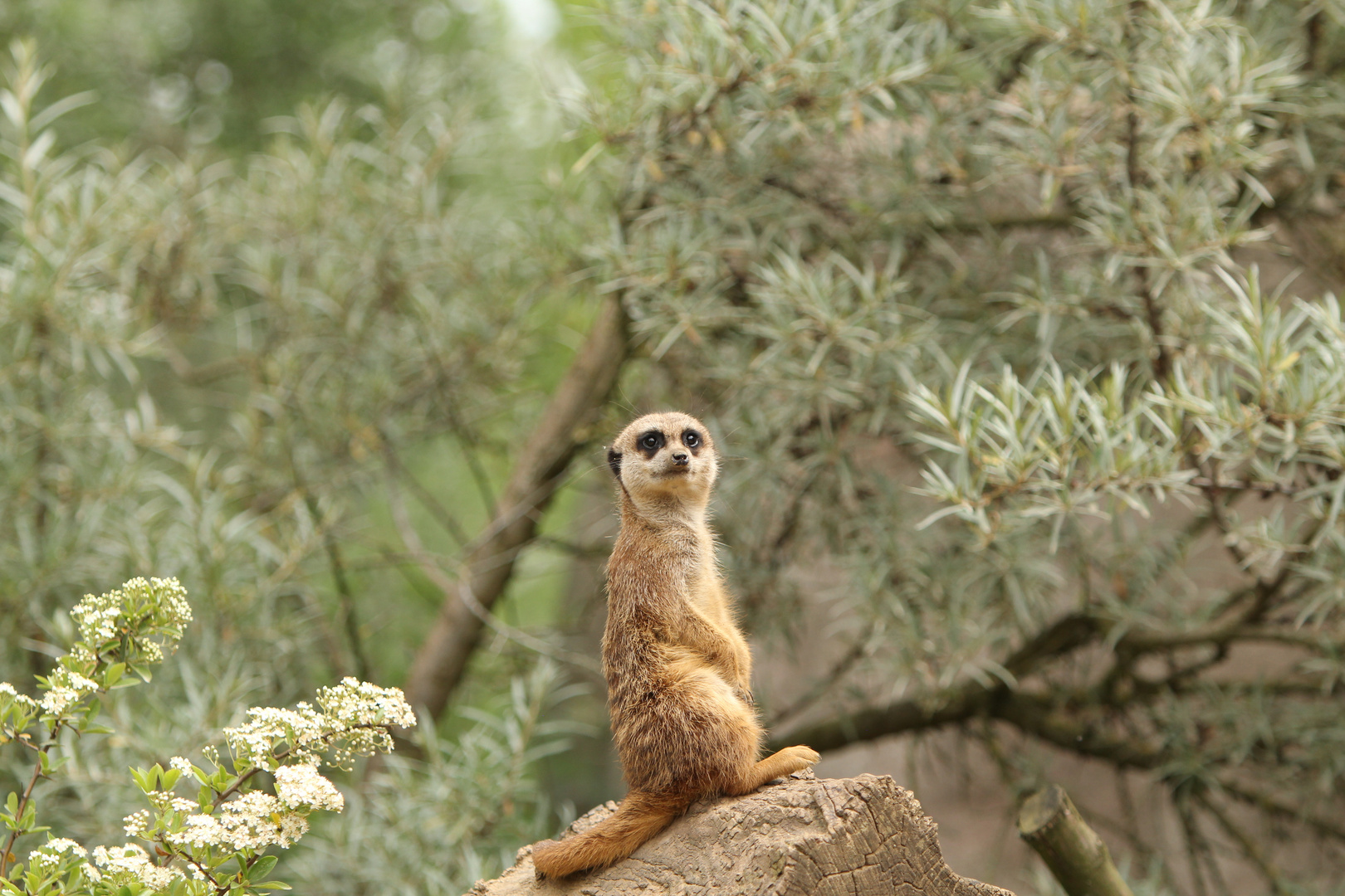 Zoom Erlebniswelt - Erdmännchen