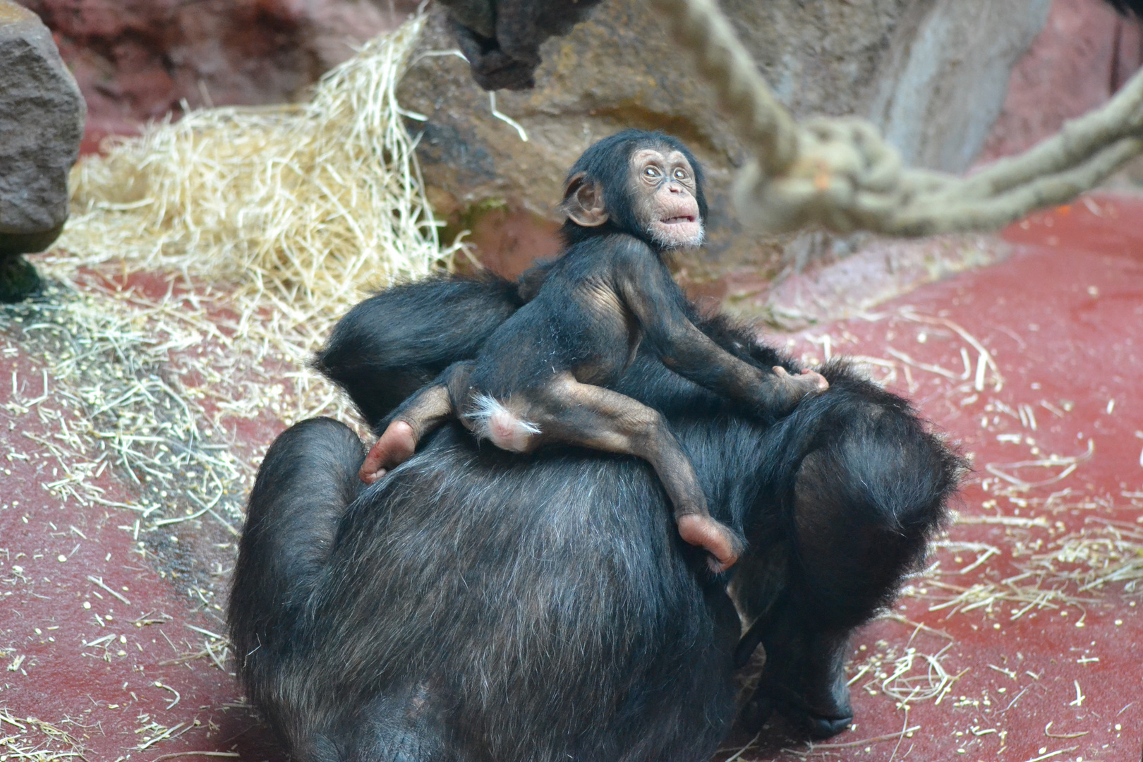 ZOOM ERLEBNISWELT GELSENKIRCHEN