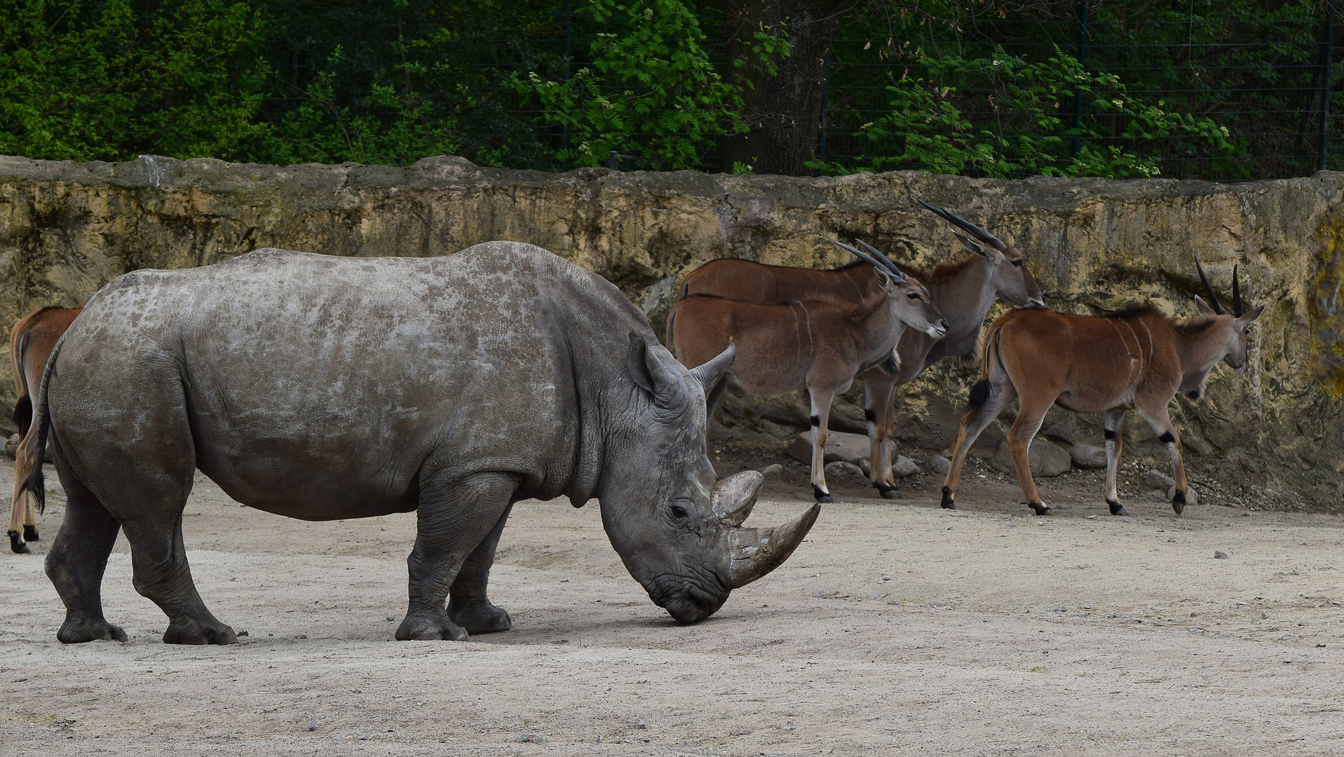 Zoom GE - Afrika (12) Nashorn