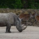 Zoom GE - Afrika (12) Nashorn