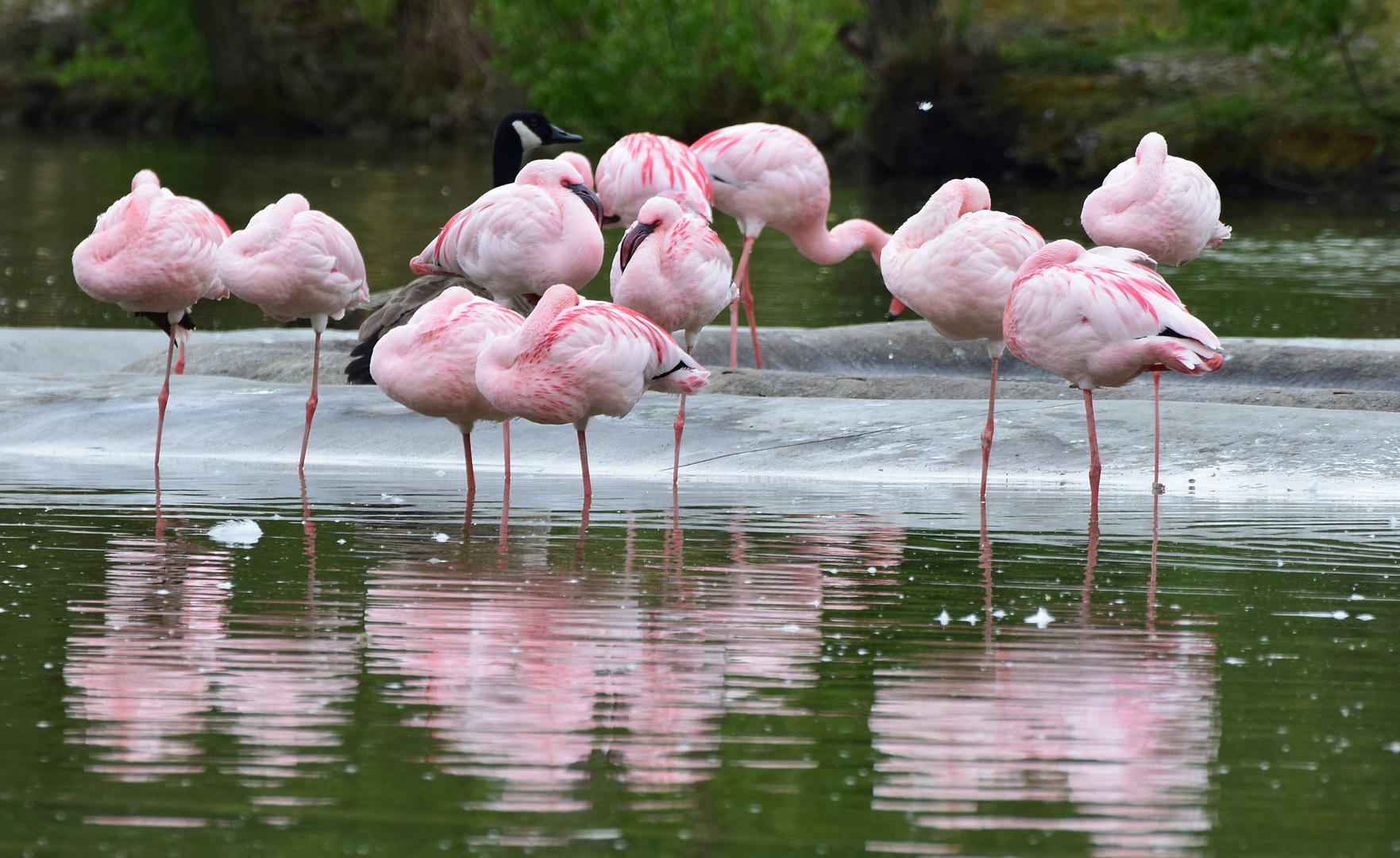 Zoom GE - Afrika (18) Flamingos