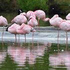 Zoom GE - Afrika (18) Flamingos