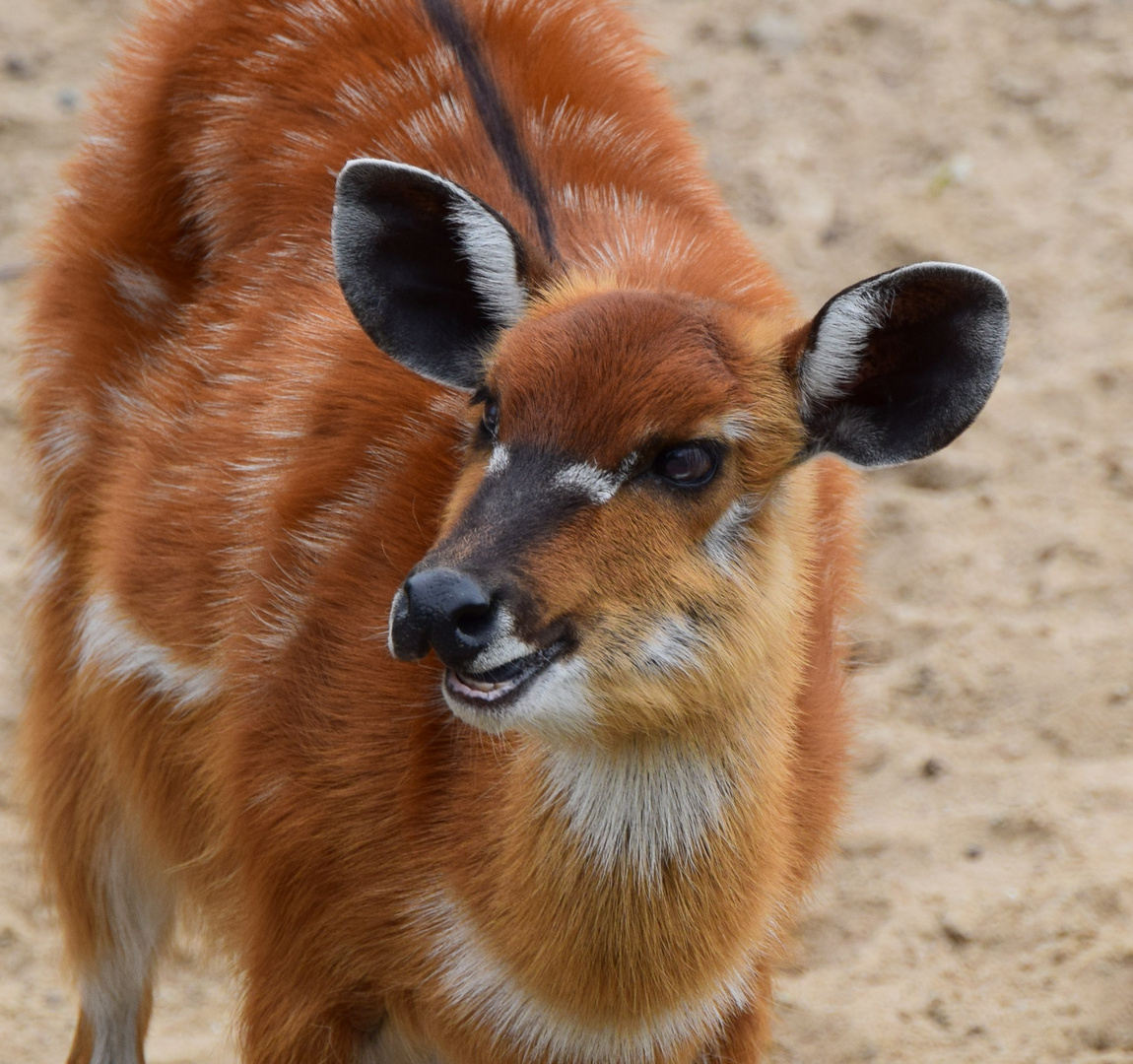 Zoom GE - Afrika (26) Sitatunga Antilope