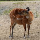 Zoom GE - Afrika (28) Sitatunga Antilope