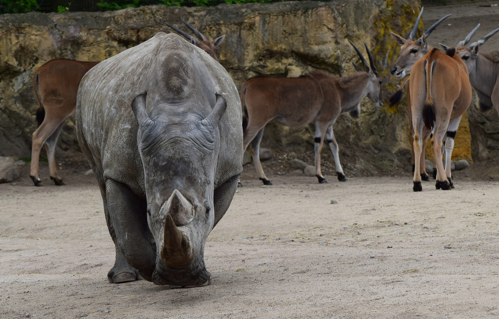 Zoom GE - Afrika (30) Nashorn