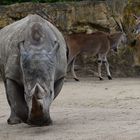 Zoom GE - Afrika (30) Nashorn