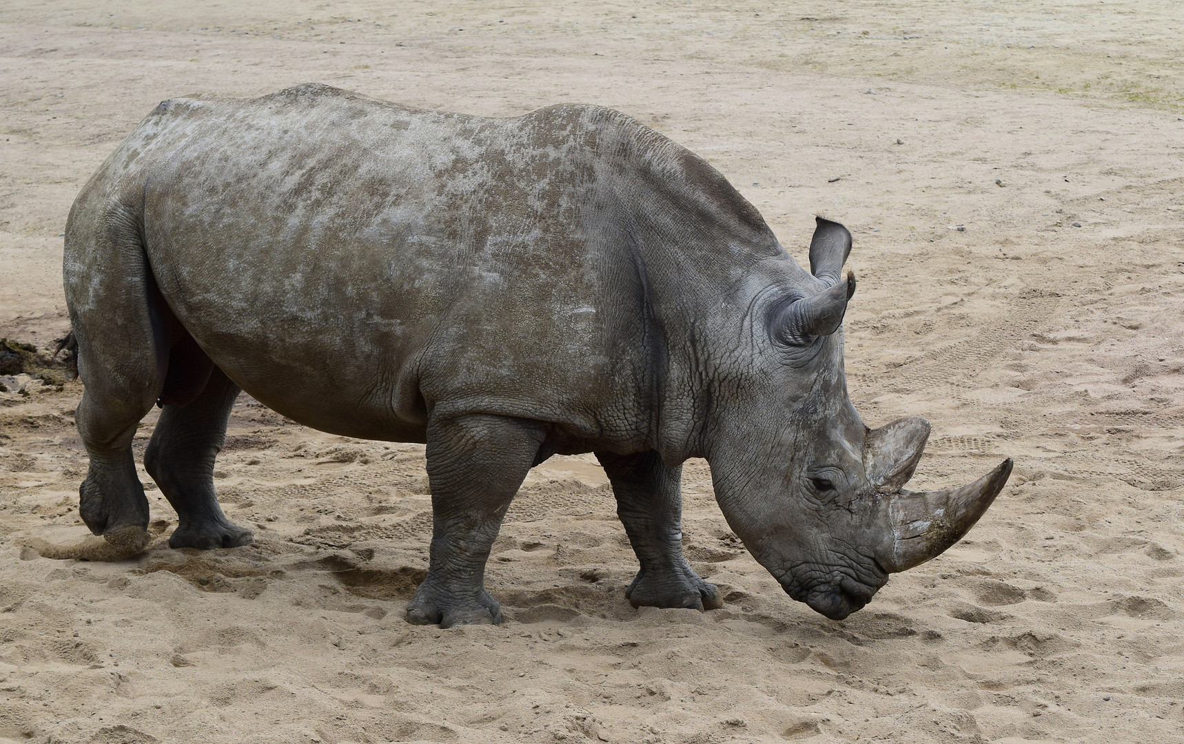 Zoom GE - Afrika (31) Nashorn