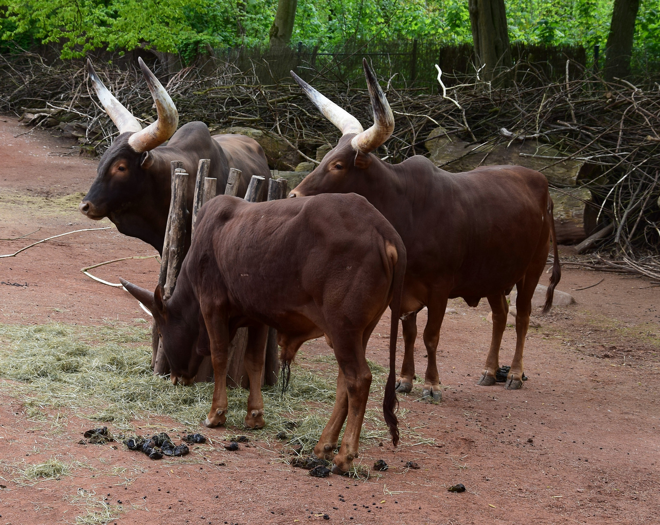 Zoom GE - Afrika (4) Watussi Rind