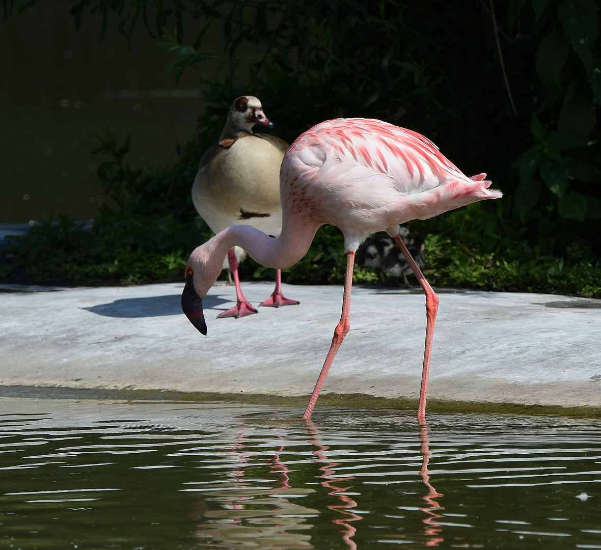 Zoom GE Afrika (41) Flamingo