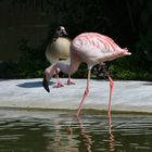 Zoom GE Afrika (41) Flamingo