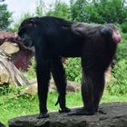 Zoom GE Afrika (49) Schimpanse