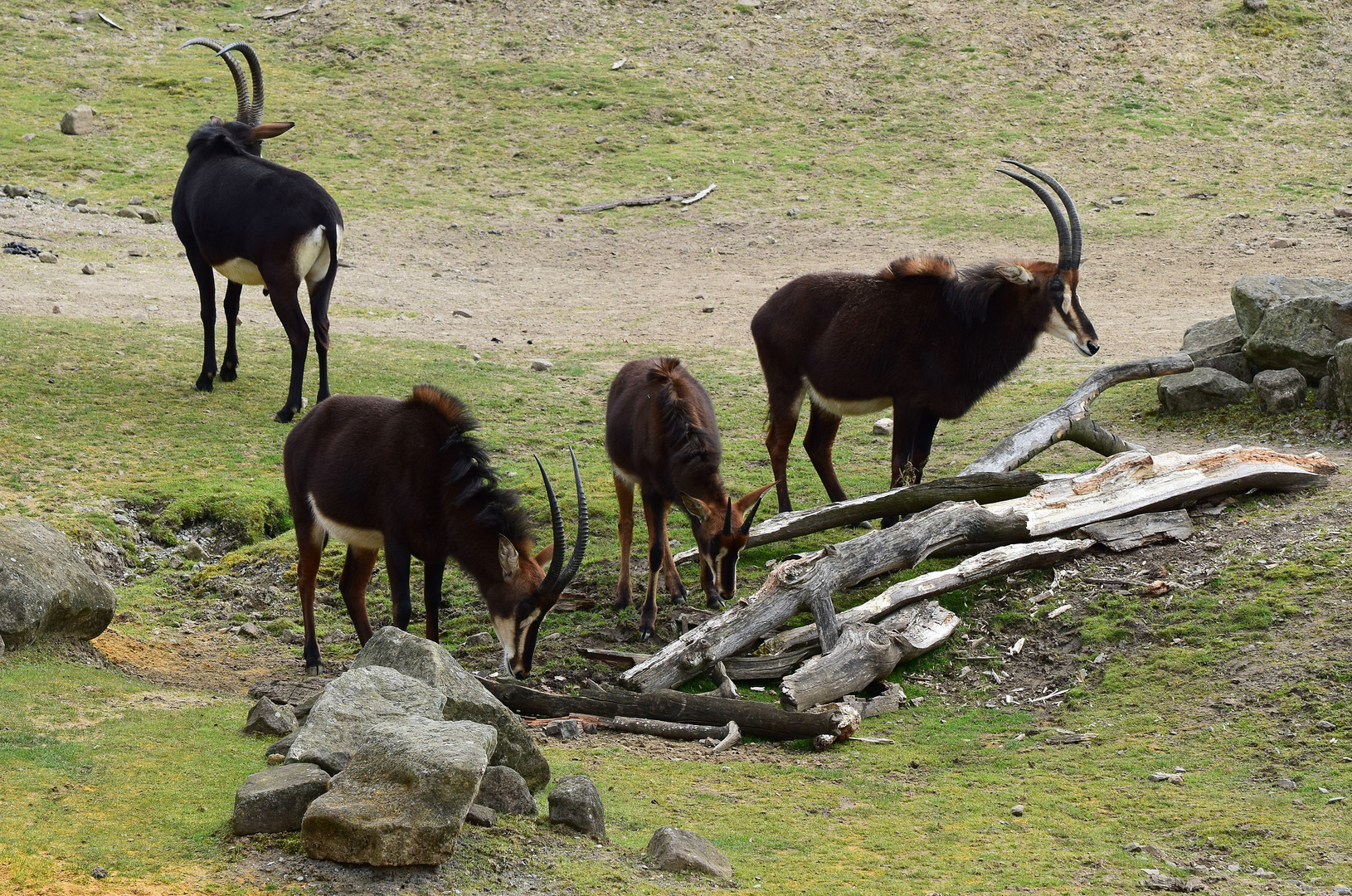 Zoom GE - Afrika (6) Rappenantilope