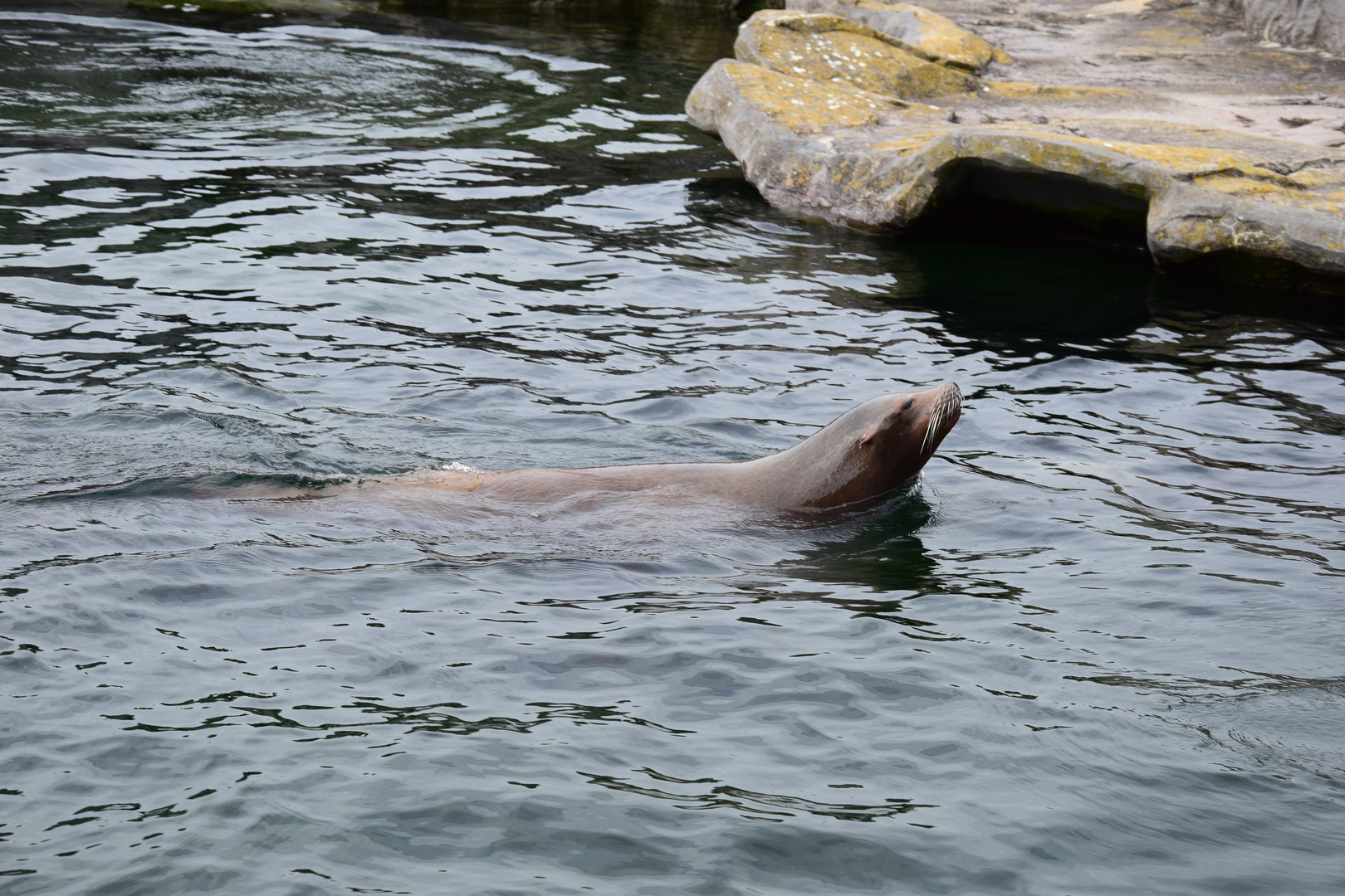 Zoom GE - Alaska (13) Seelöwe 