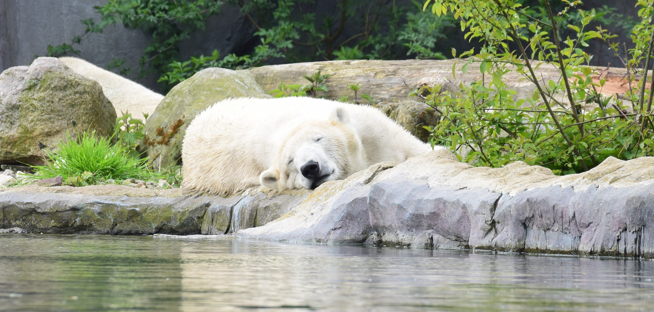 Zoom GE - Alaska (23) Eisbär