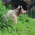 Zoom GE Alaska (29) Kamtschatkabär