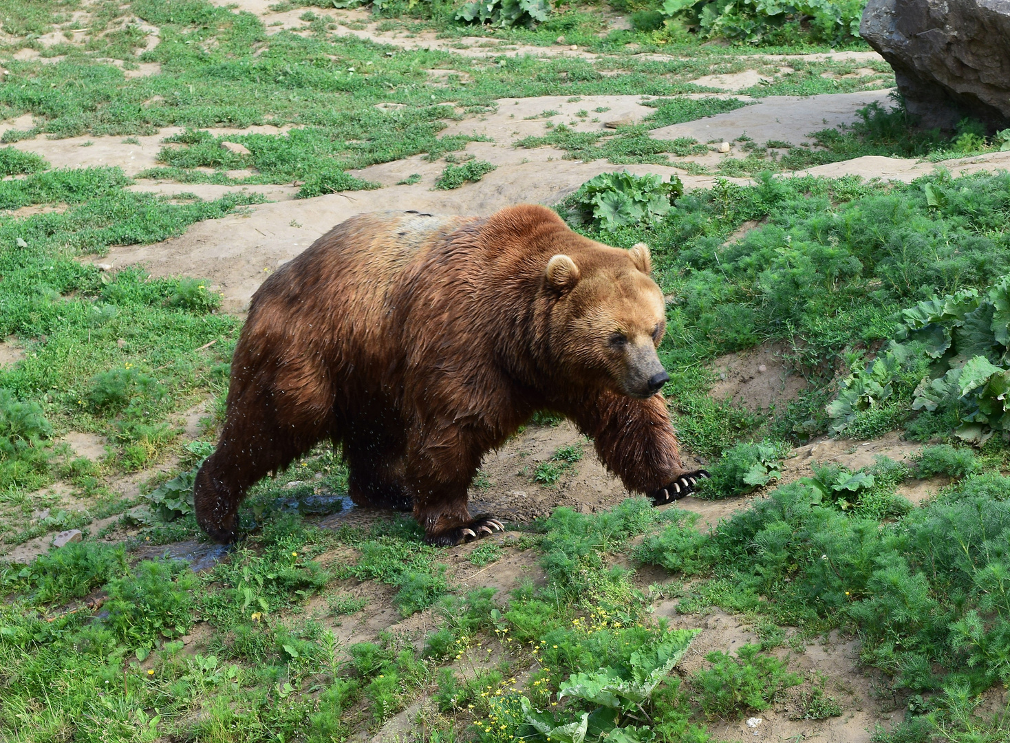 Zoom GE Alaska (35) Kamtschatkabär