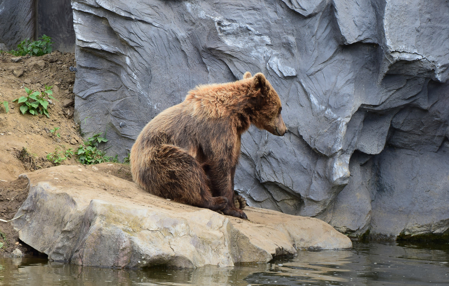 Zoom GE - Alaska (9) Kamschatka Bär