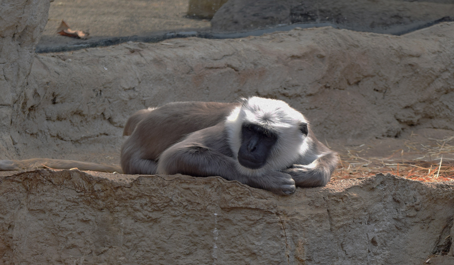 Zoom GE - Asien (17) Hanuman Lemur