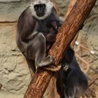 Zoom GE - Asien (20) Hanuman Lemur