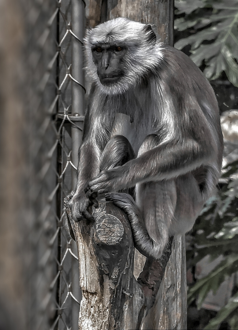 Zoom GE - Asien (21) Hanuman Lemuren 