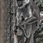 Zoom GE - Asien (21) Hanuman Lemuren 