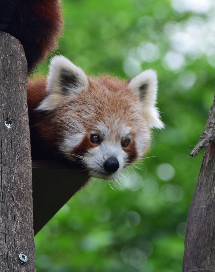 Zoom GE Asien (37) Kleiner Panda