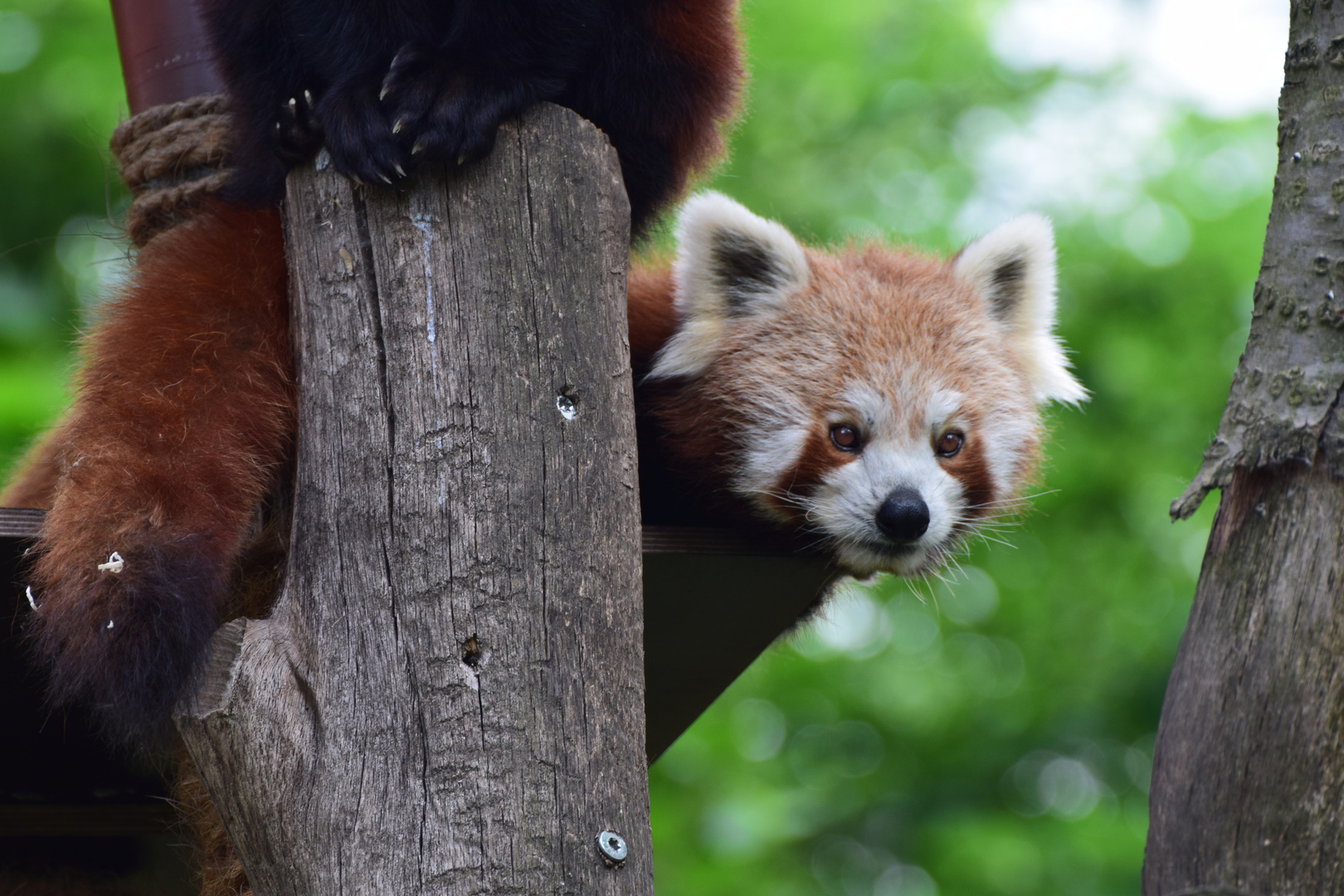 Zoom GE Asien (39) Kleiner Panda