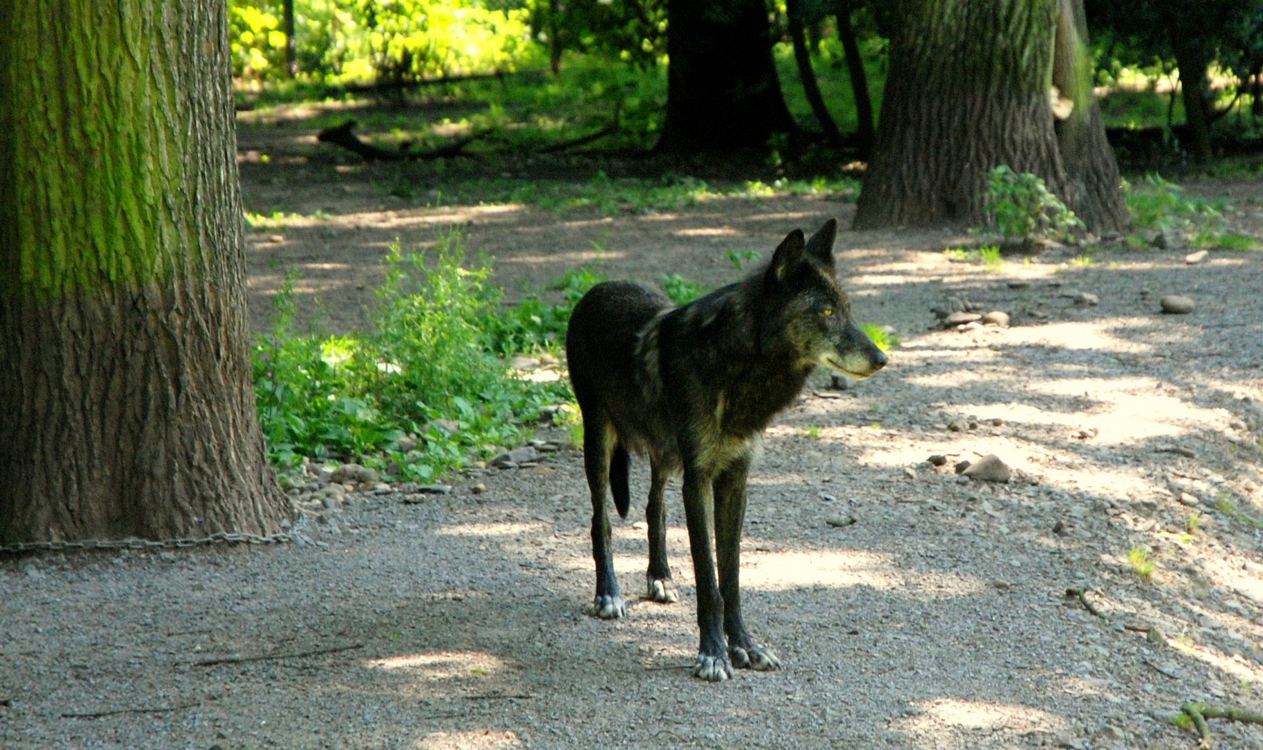 Zoom GE - der Wolf