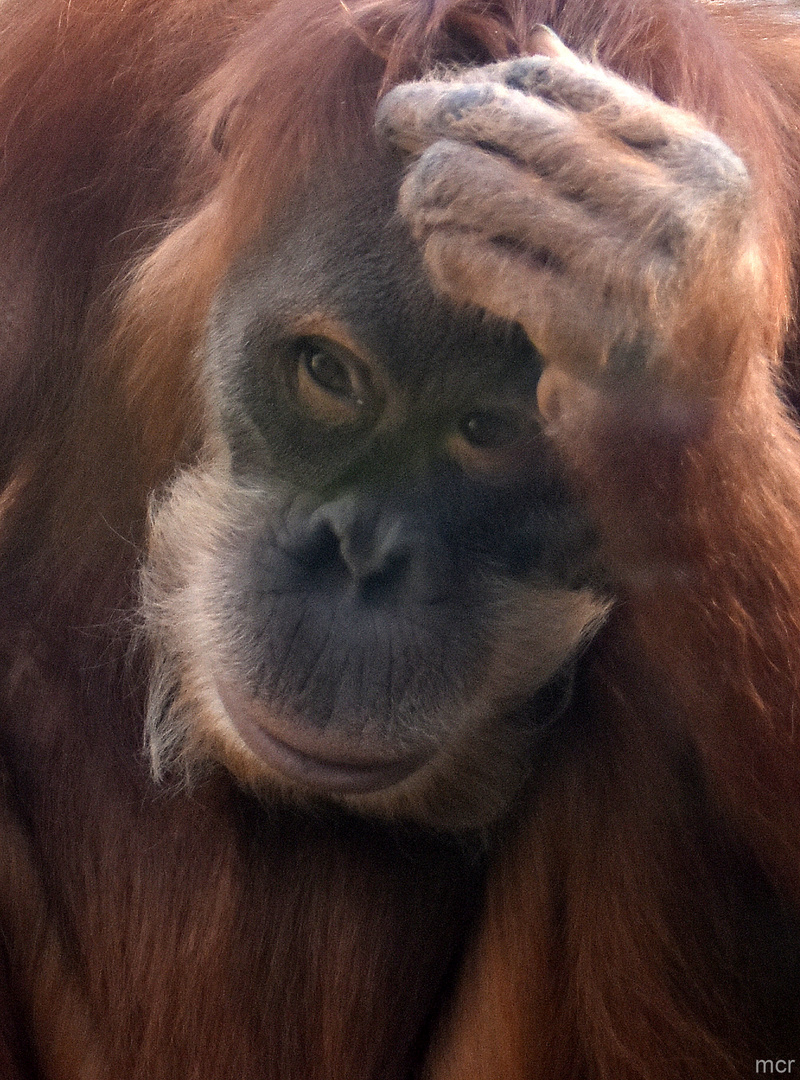 ZOO(M) GELSENKIRCHEN (1)