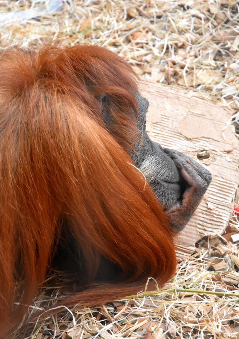 ZOO(M) GELSENKIRCHEN (2)