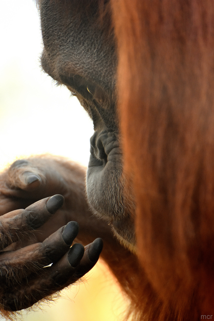 ZOO(M) GELSENKIRCHEN (3)