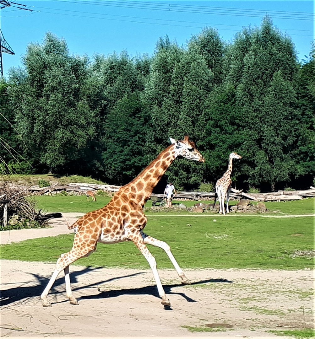 Zoom Gelsenkirchen