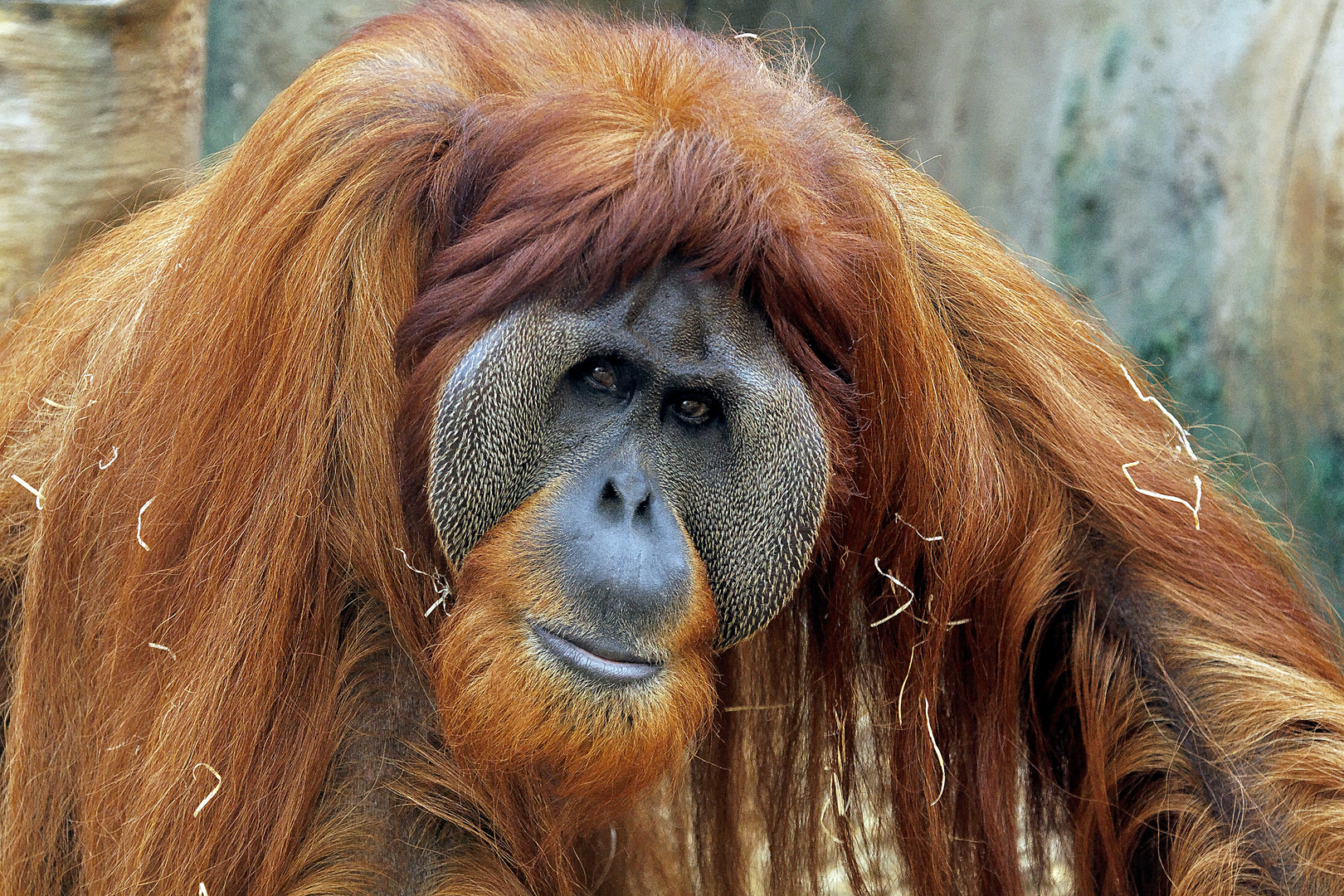 ZOOM Gelsenkirchen - Orang Utan