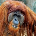 ZOOM Gelsenkirchen - Orang Utan