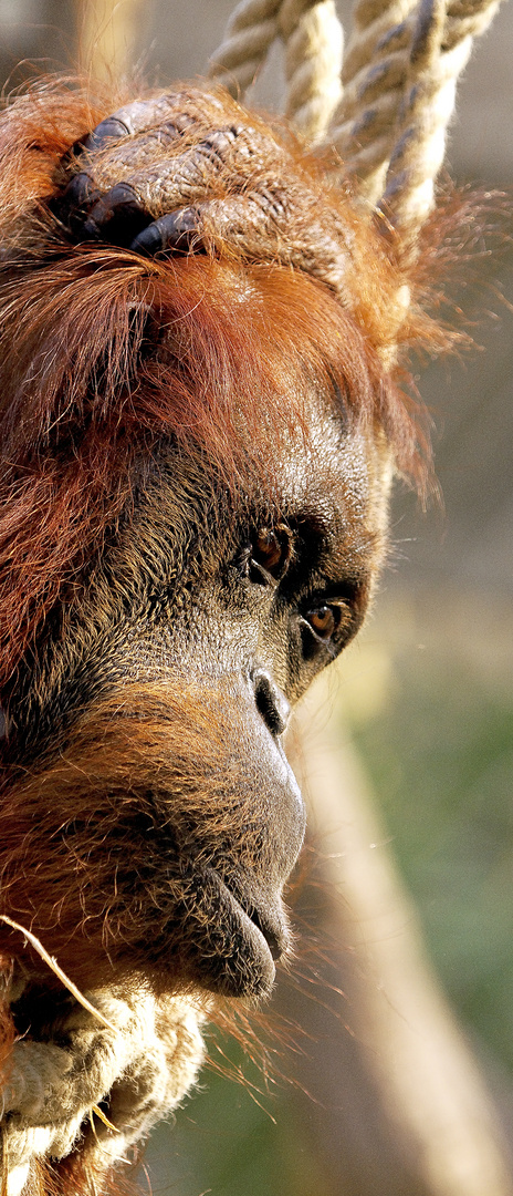 ZOOM Gelsenkirchen - Orang Utan II