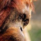 ZOOM Gelsenkirchen - Orang Utan II