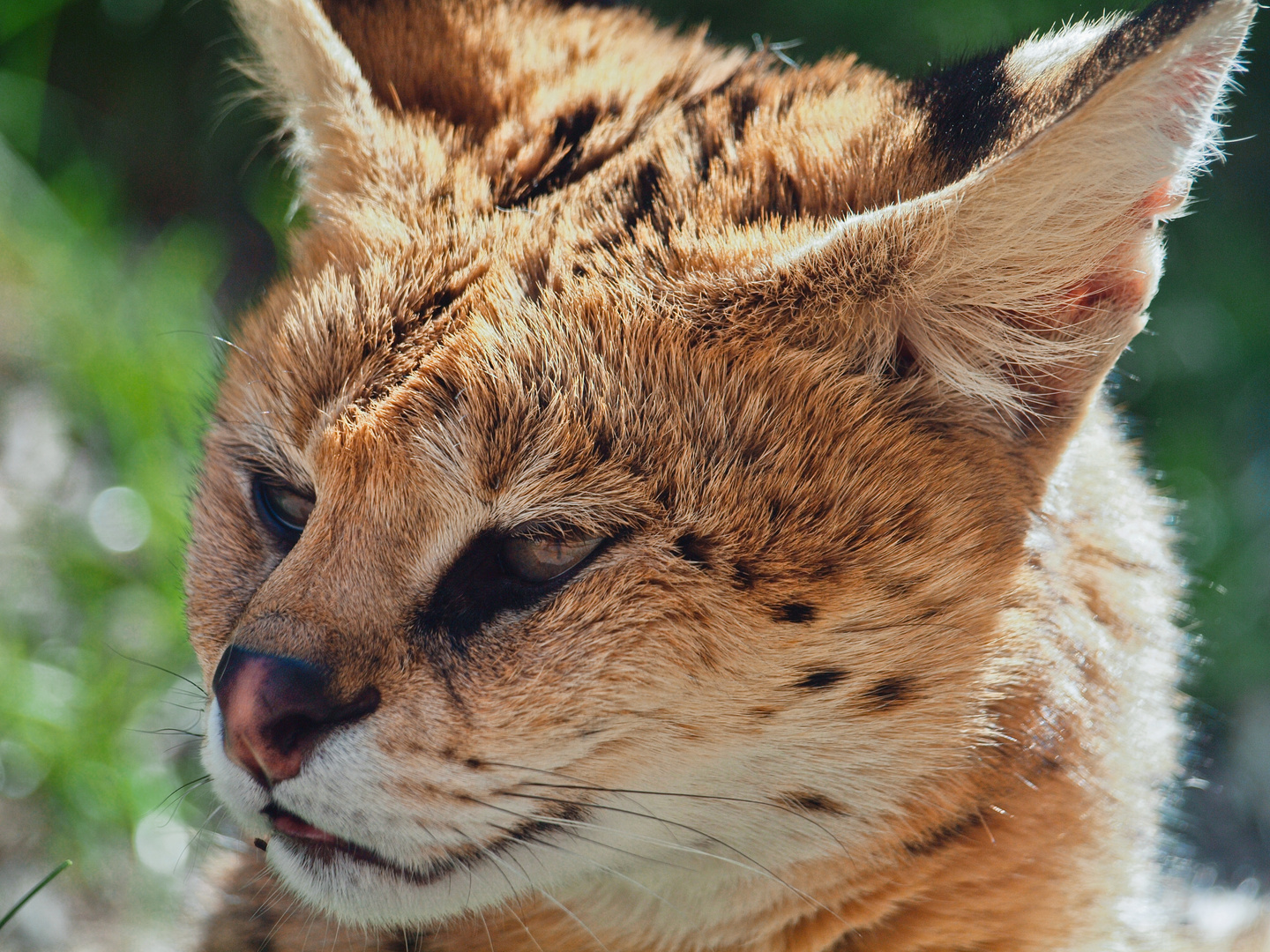 ZOOM - Serval