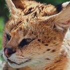 ZOOM - Serval