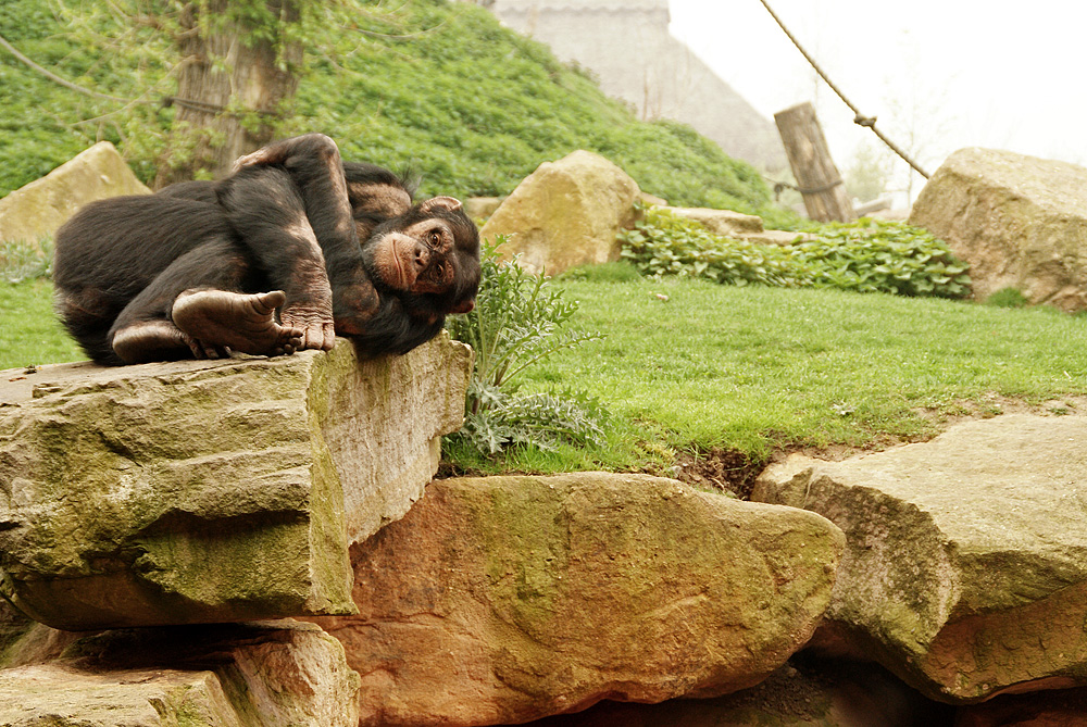 Zoom Tierpark Gelsenkirchen