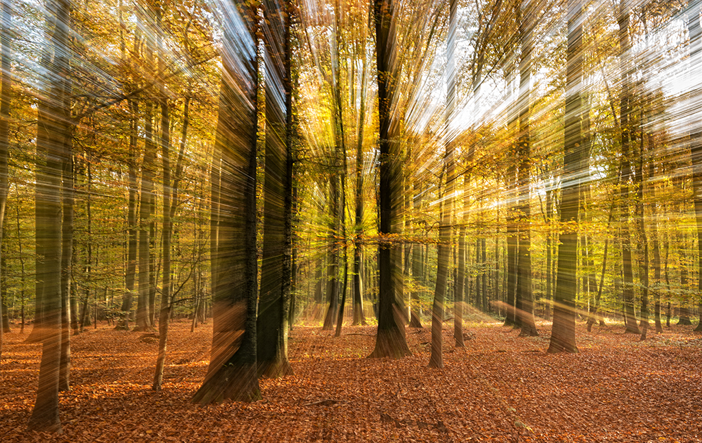 Zoomen im Herbstwald