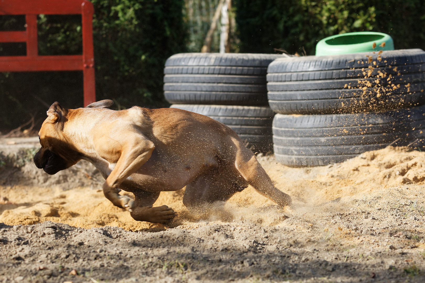 "Zoomie" ist...