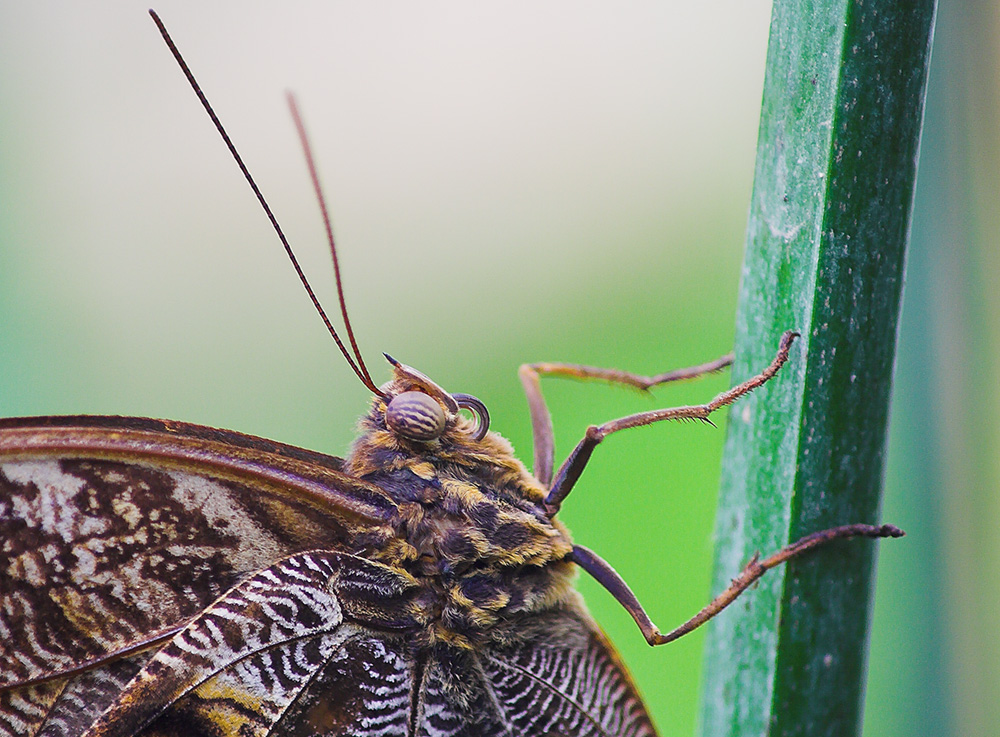 zoooooooom Schmetterling