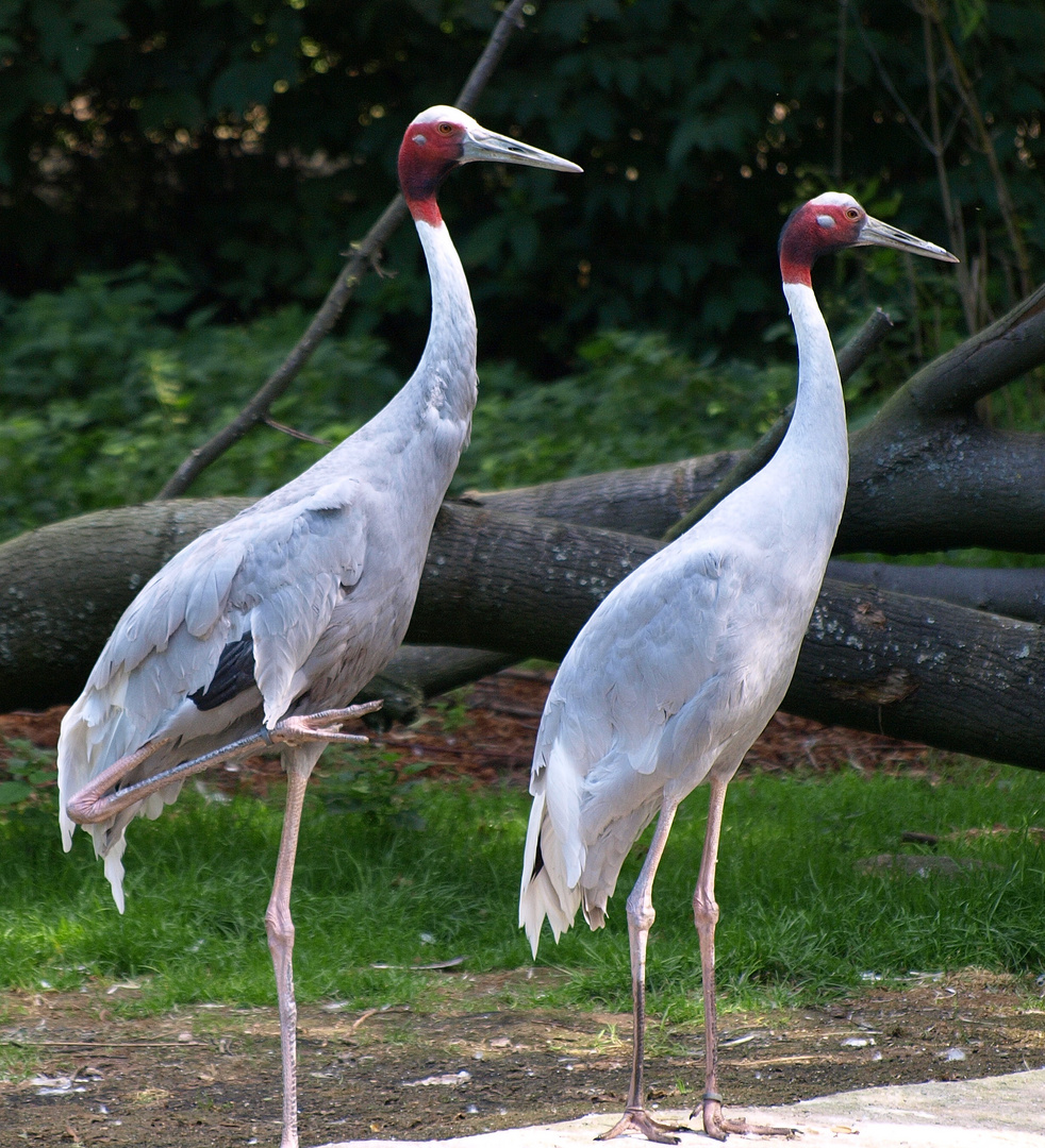 Zoopark Hagenbeck #03